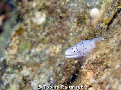 Peppered moray on El Mina Wreck, Hurghada. Canon 350d, 18... by Tobias Reitmayr 
